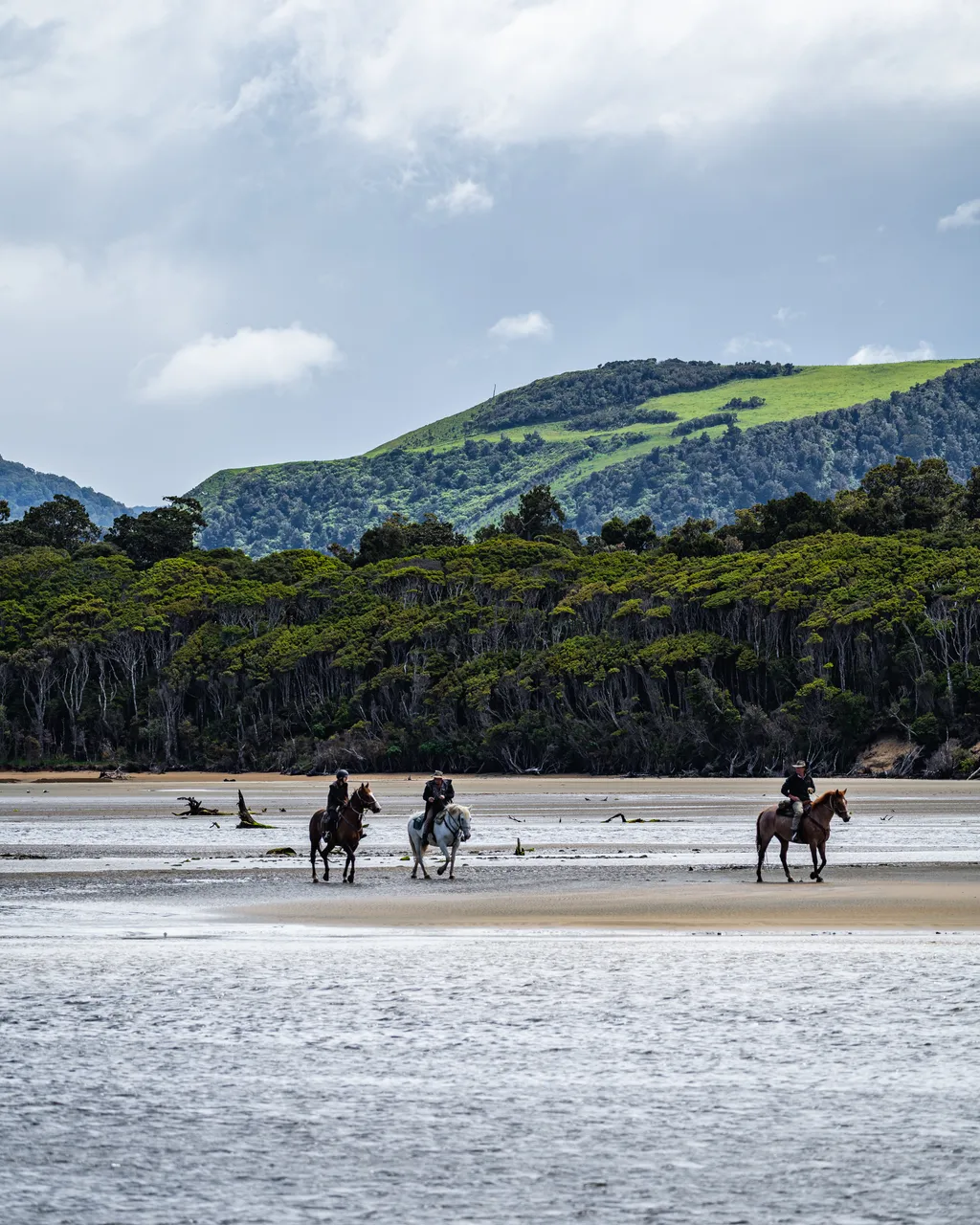 Horses on the beach by the sea