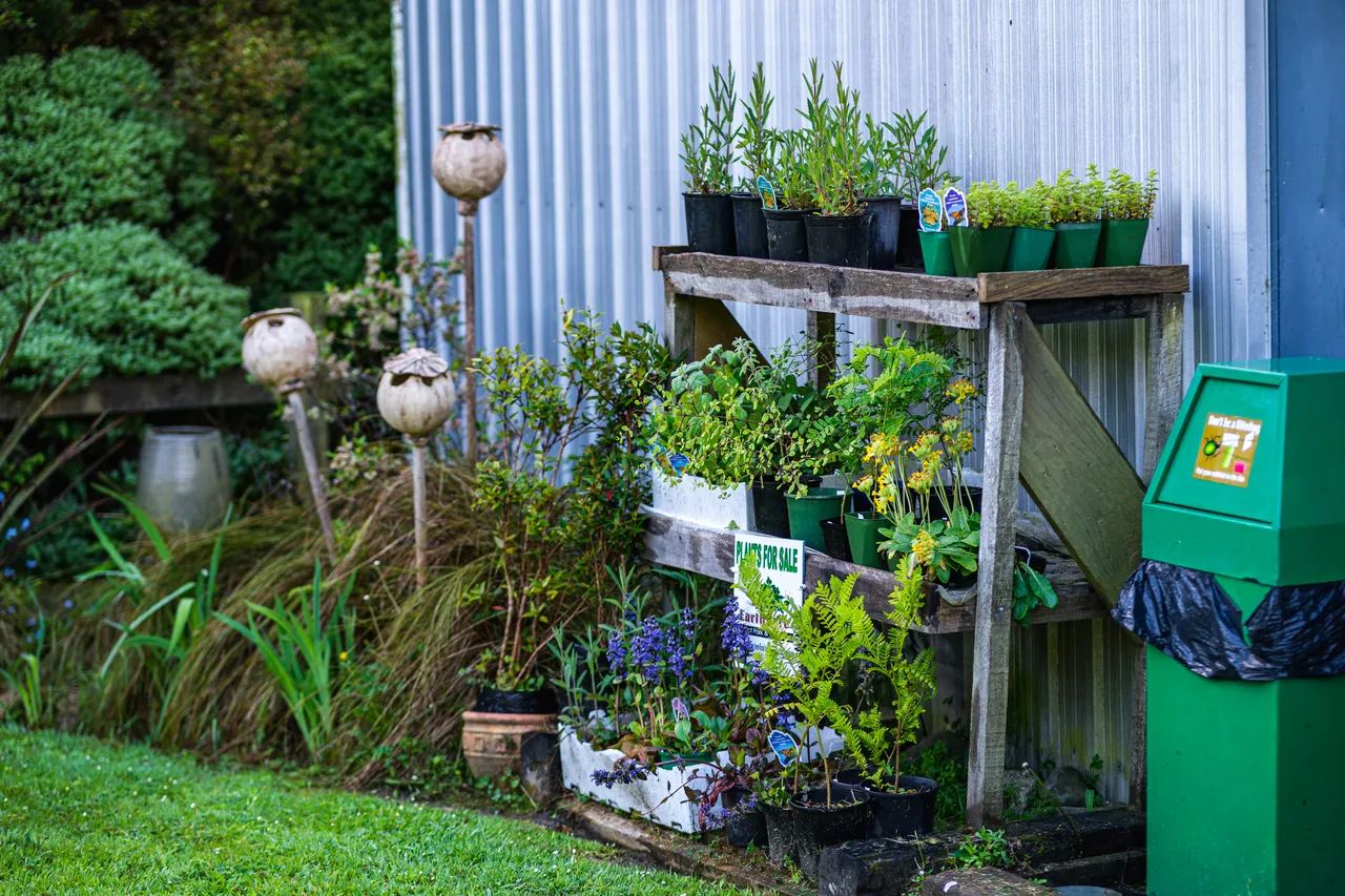 Potted plants on a shelf