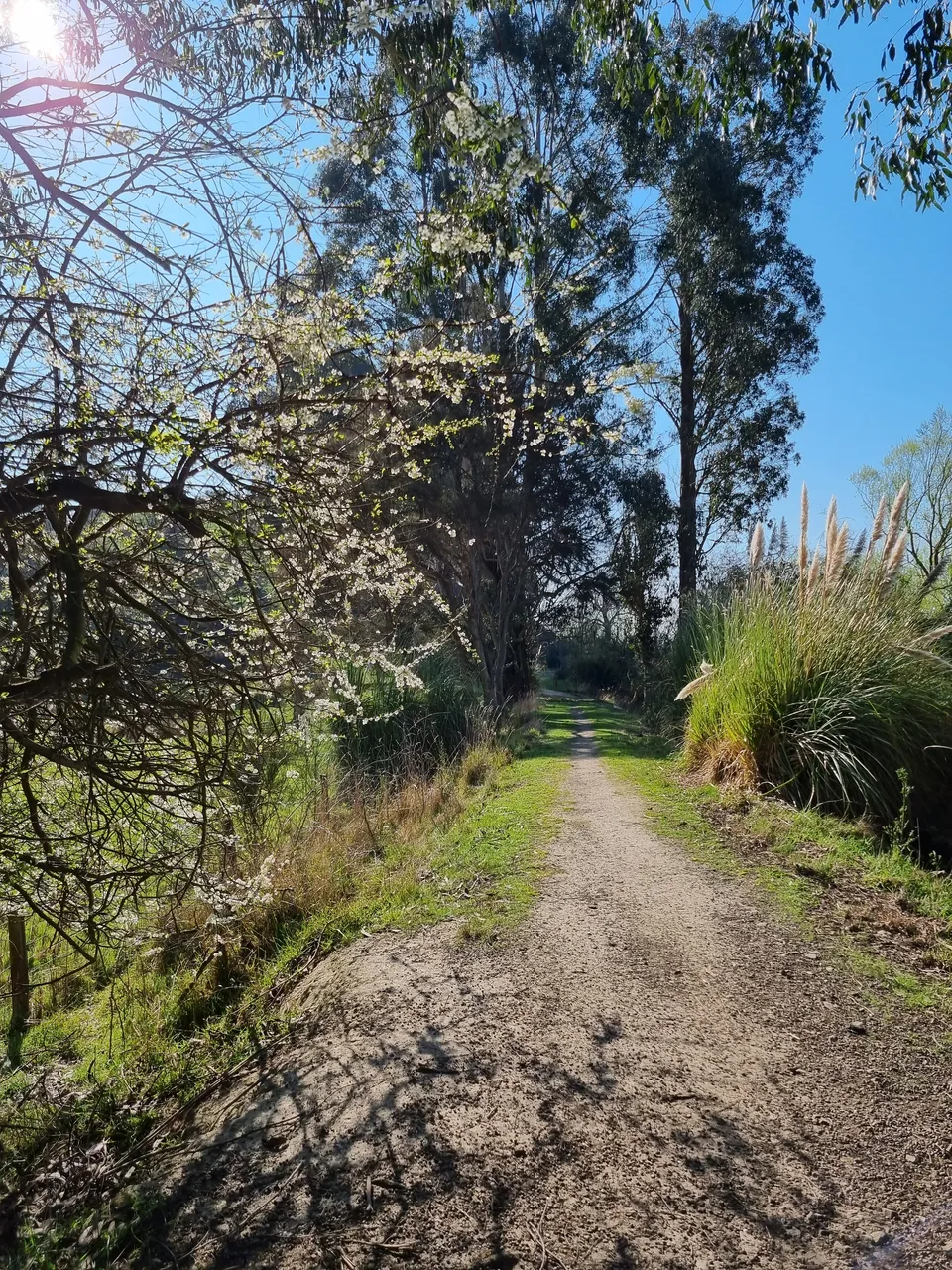 Blair Athol Walkway (21)