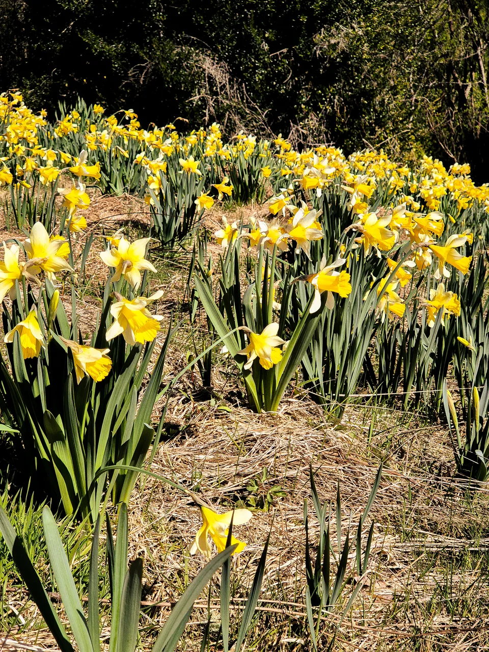 0924-Clutha-Weatherston-Daffodils-16