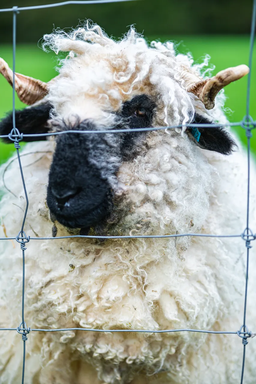 Sheep looking through fence