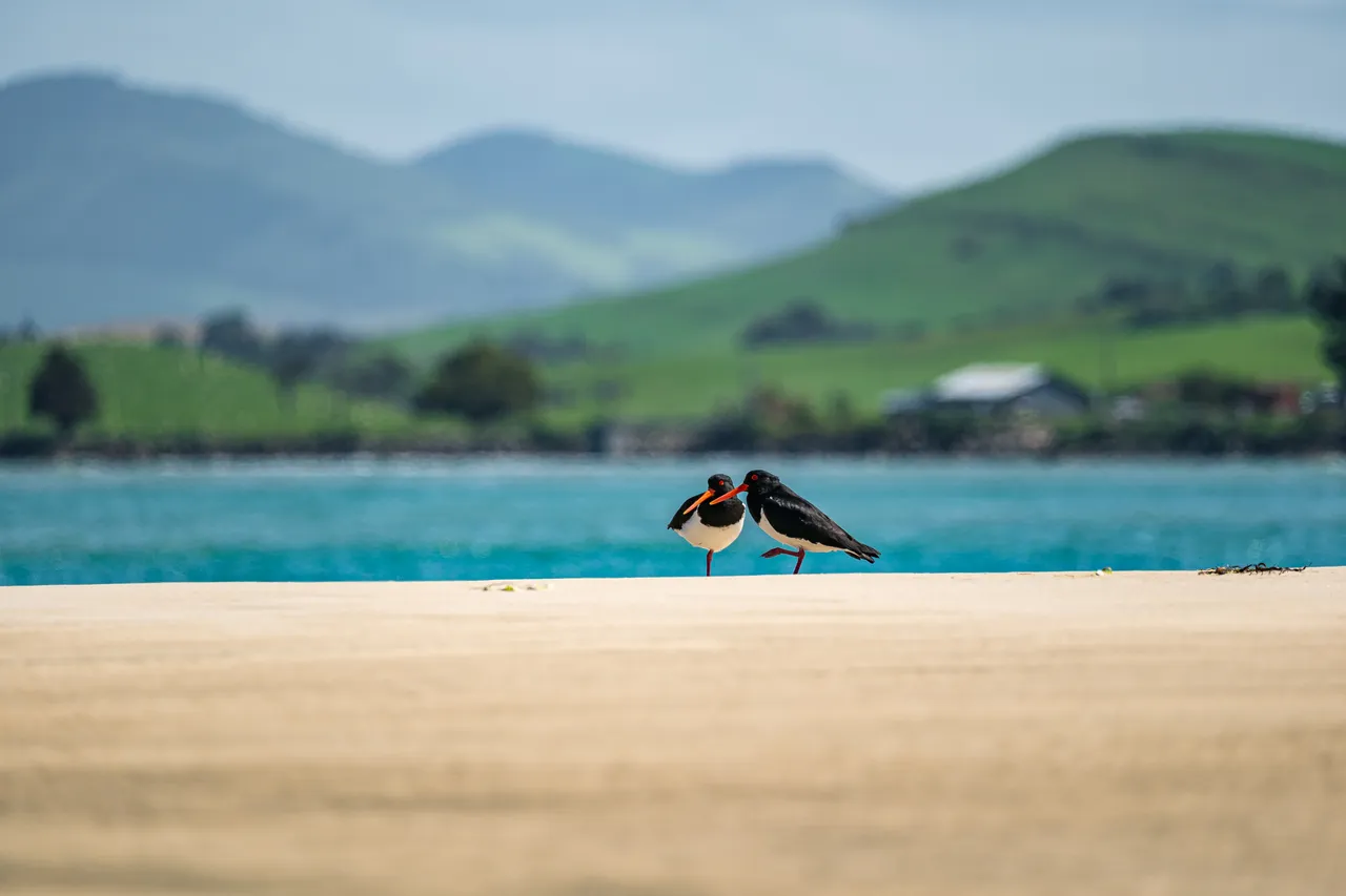 Oyster catchers on the beach