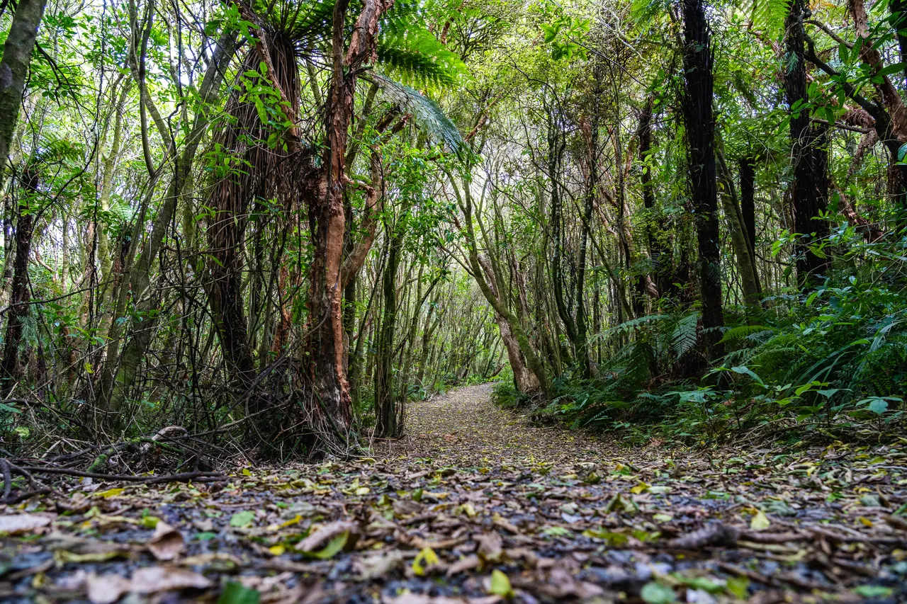Walking track in the bush