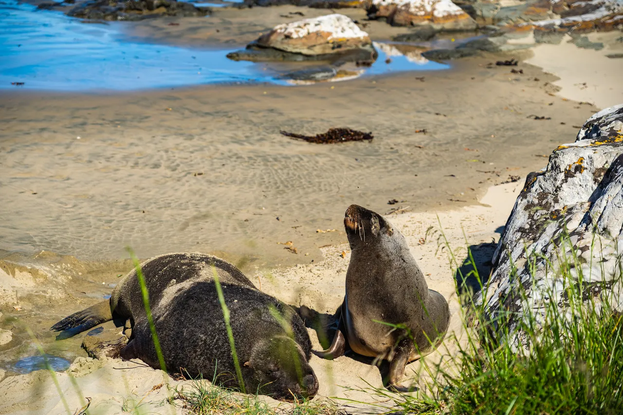 Sea lions on the beach