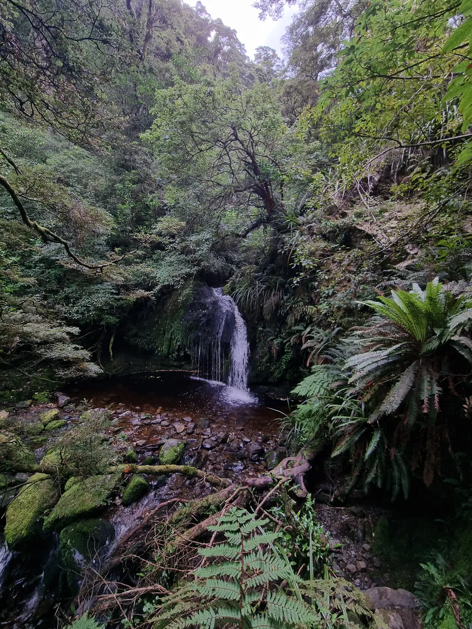 Black Gully, Tapanui #2
