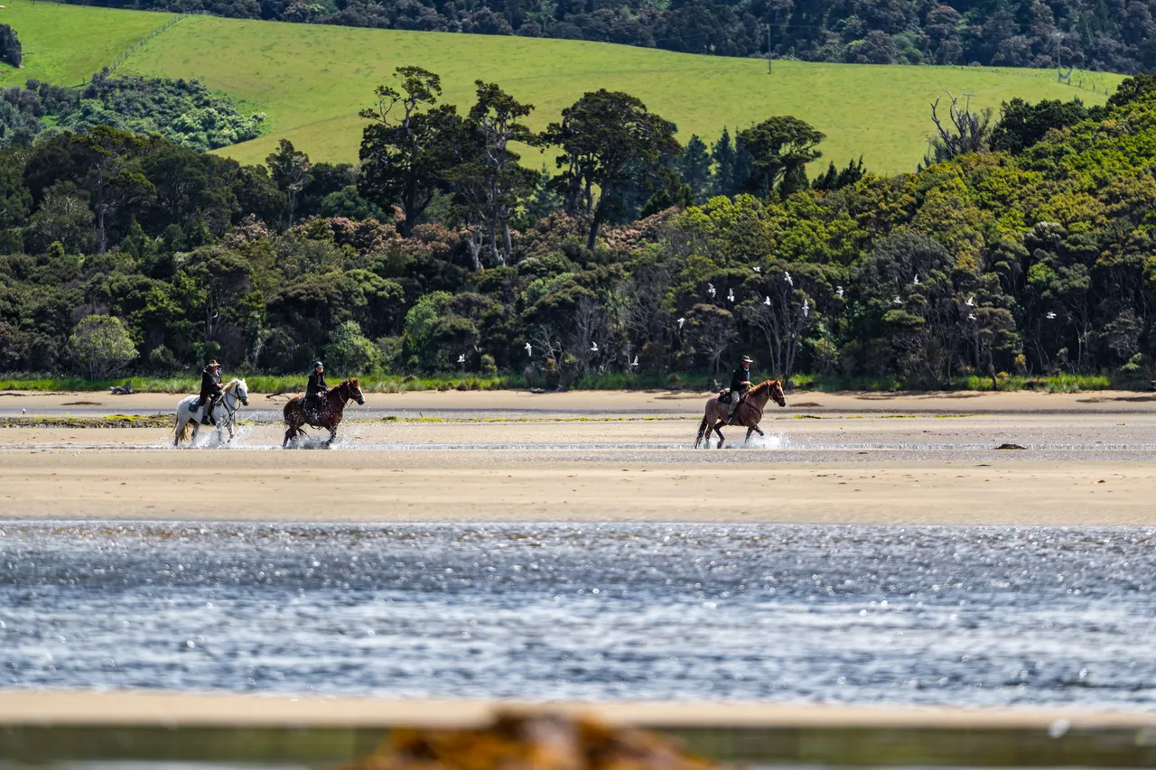 Horses on the beach by the water