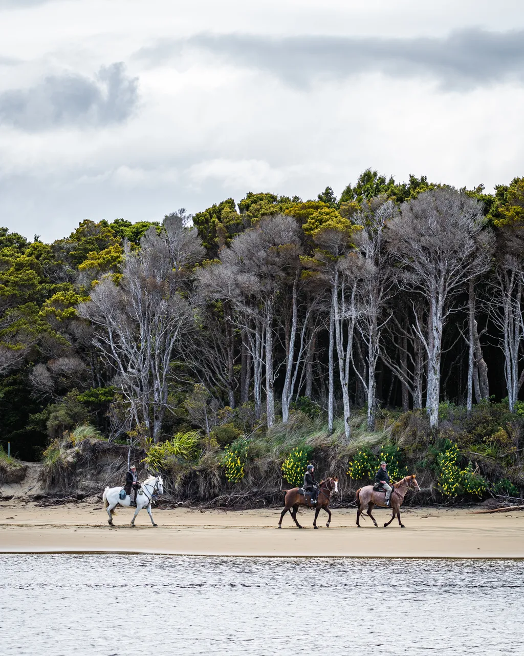 Horses on the beach by the sea