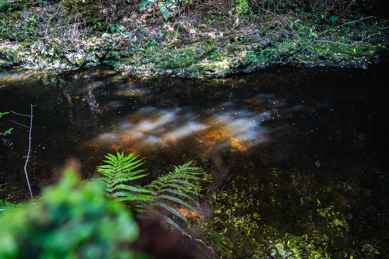 Creek in the bush