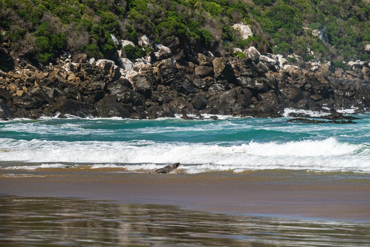 Sea lion on the beach