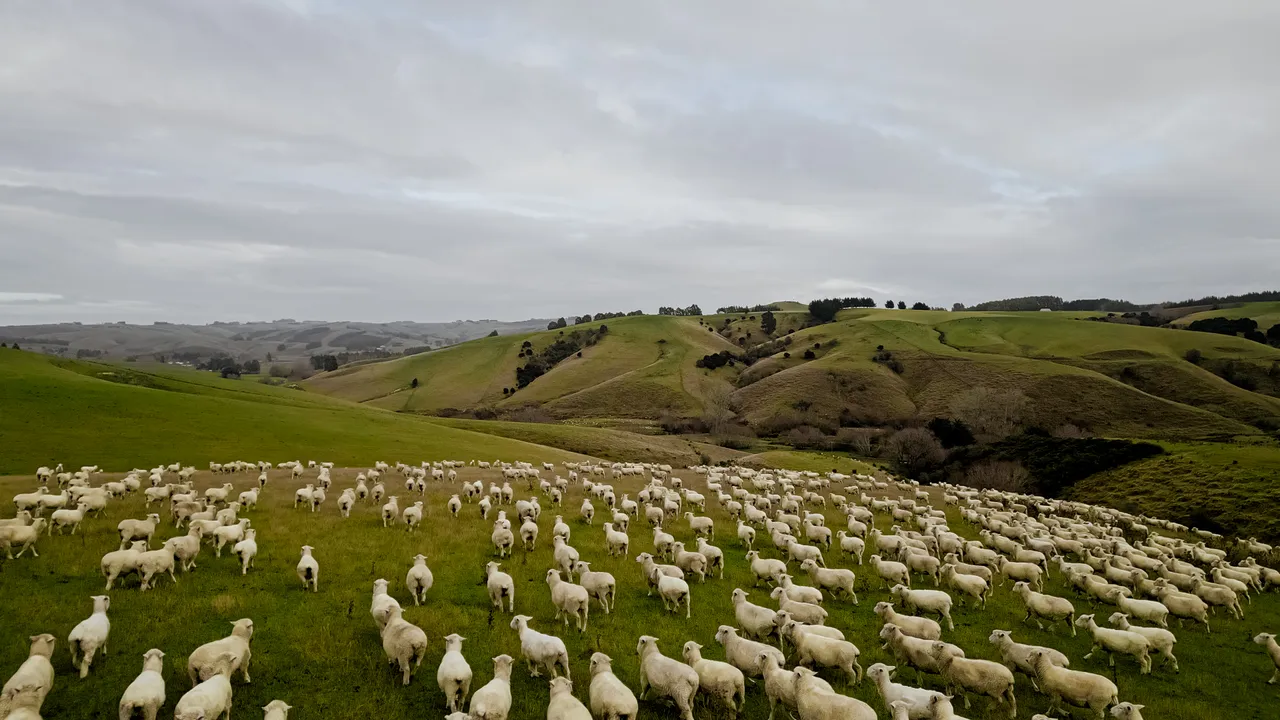 0624-Clutha-Sarahs-Farm-78
