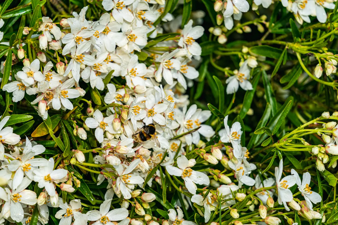 White flowers and bumblebee