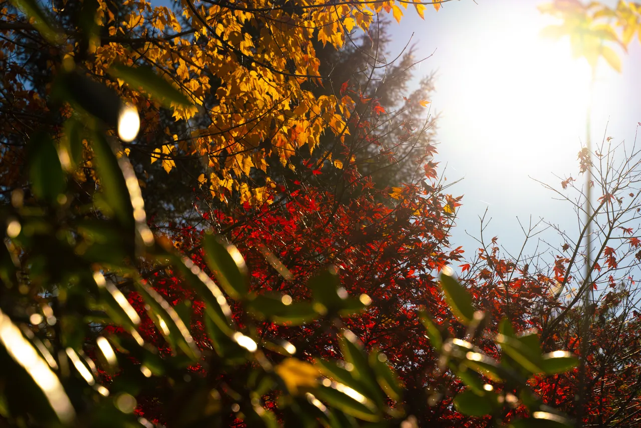 Trees with autumn colours