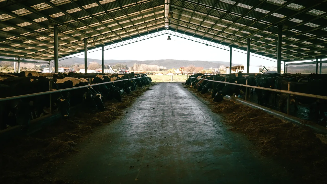 0825-Clutha-VetSouth-106