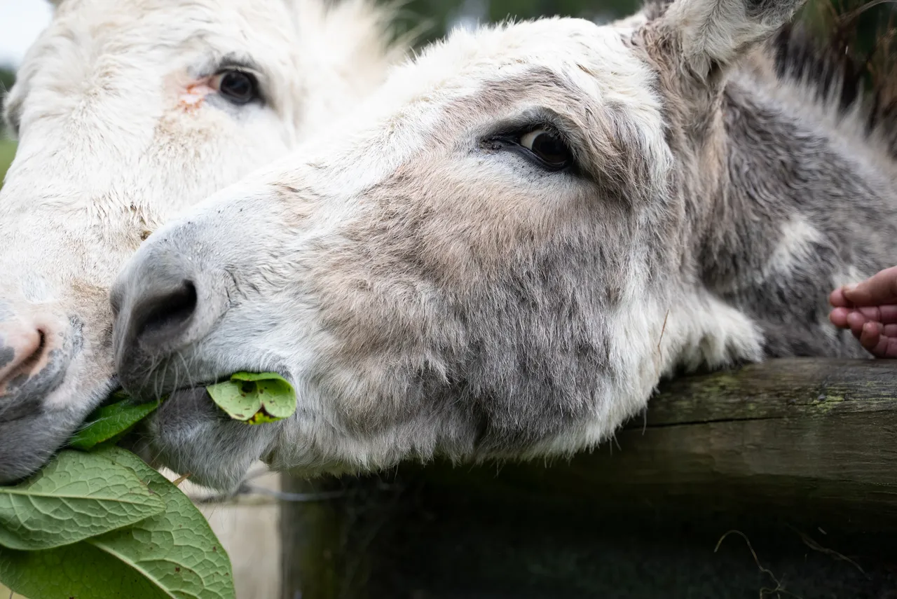 Donkeys