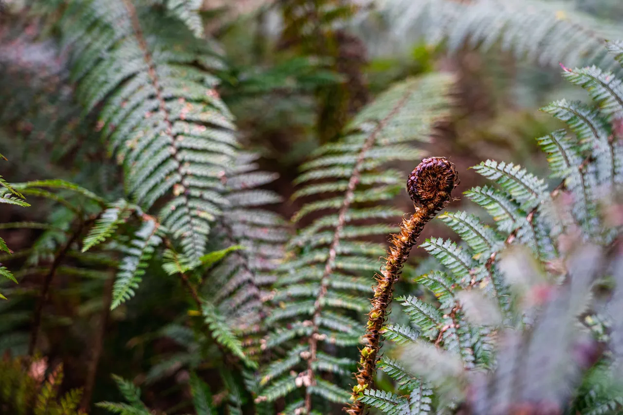 Close up of ferns