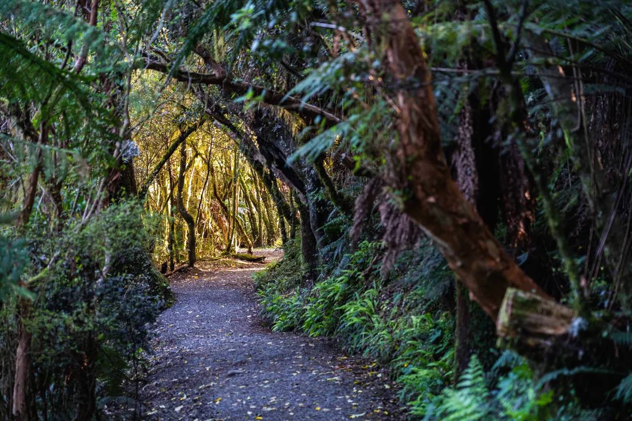 Track in the bush