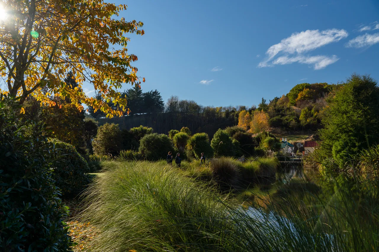 Pond and trees