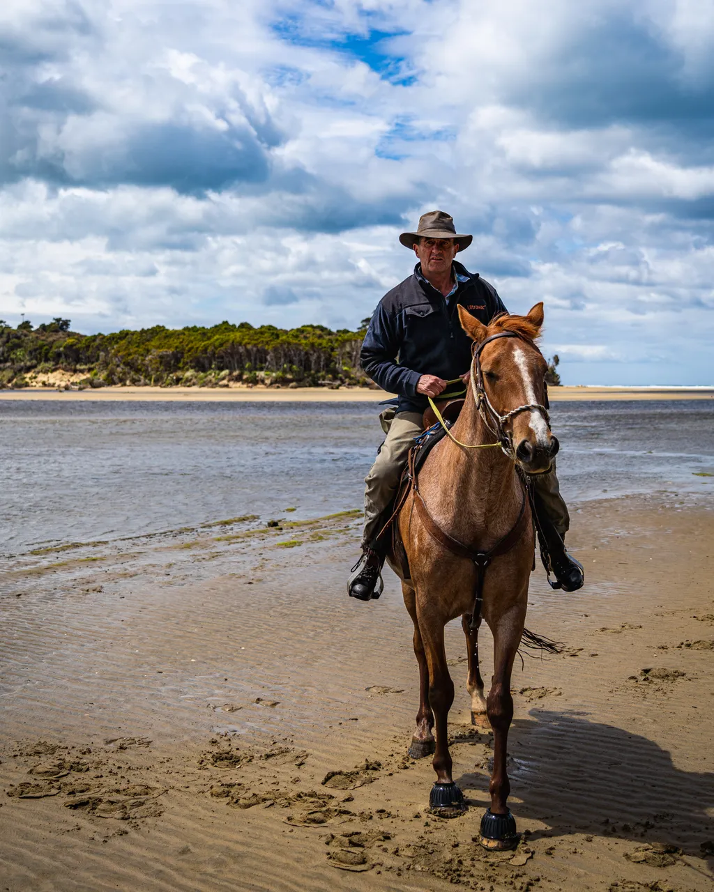 Horse on the beach by the sea