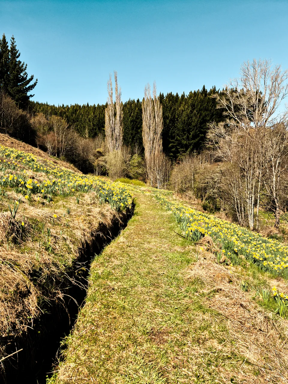 0924-Clutha-Weatherston-Daffodils-13