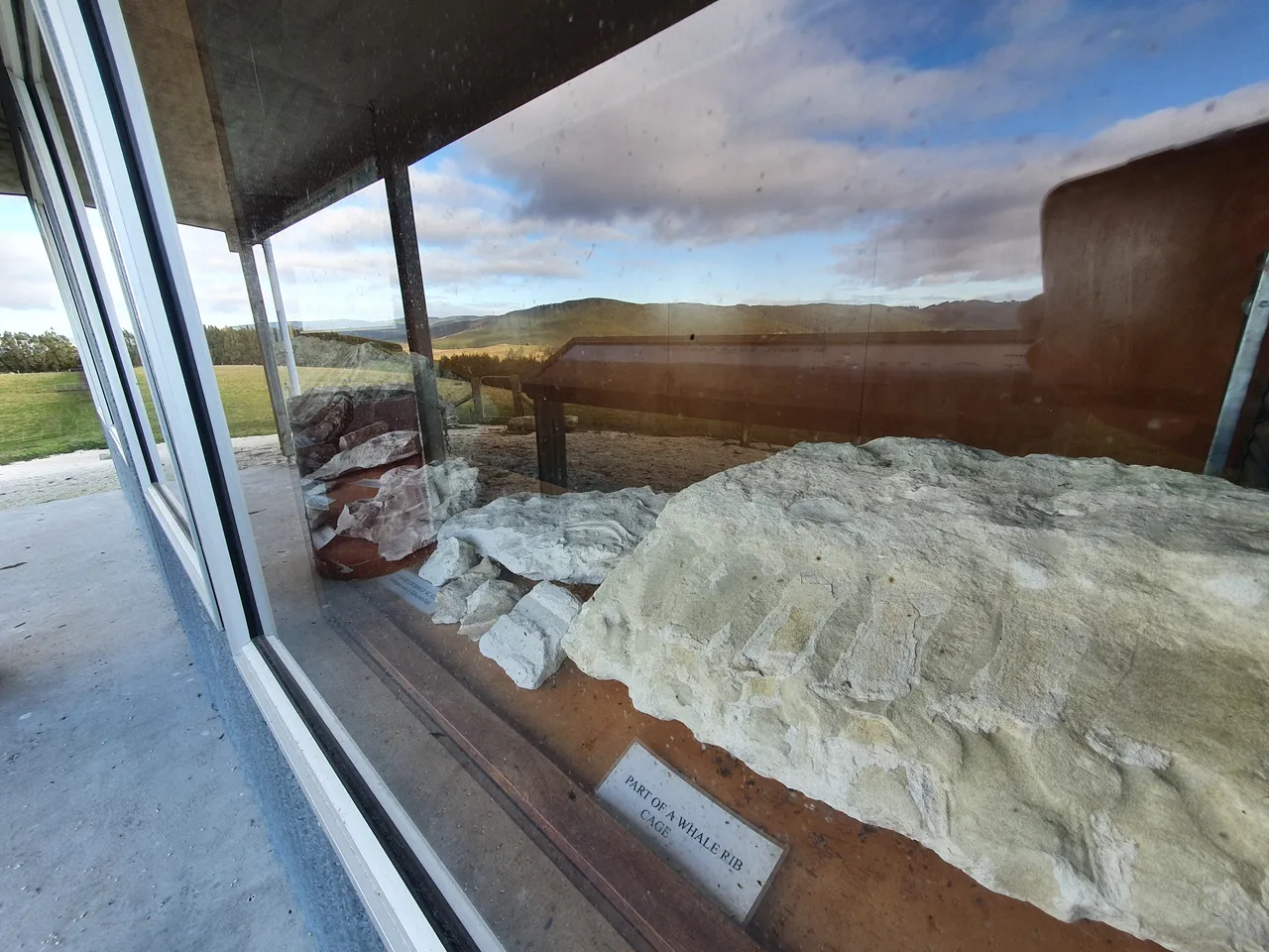 Whale Fossils 6