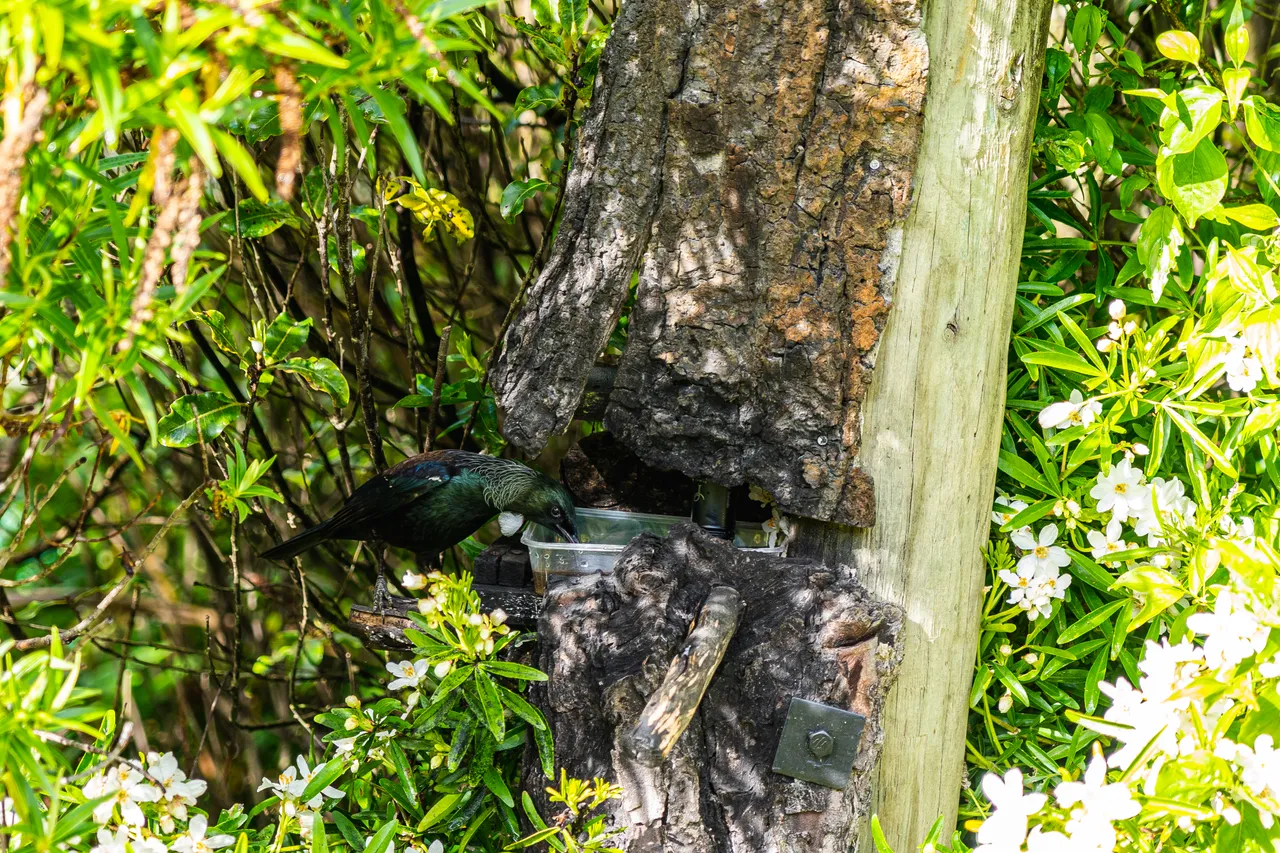 Tui feeding in a tree