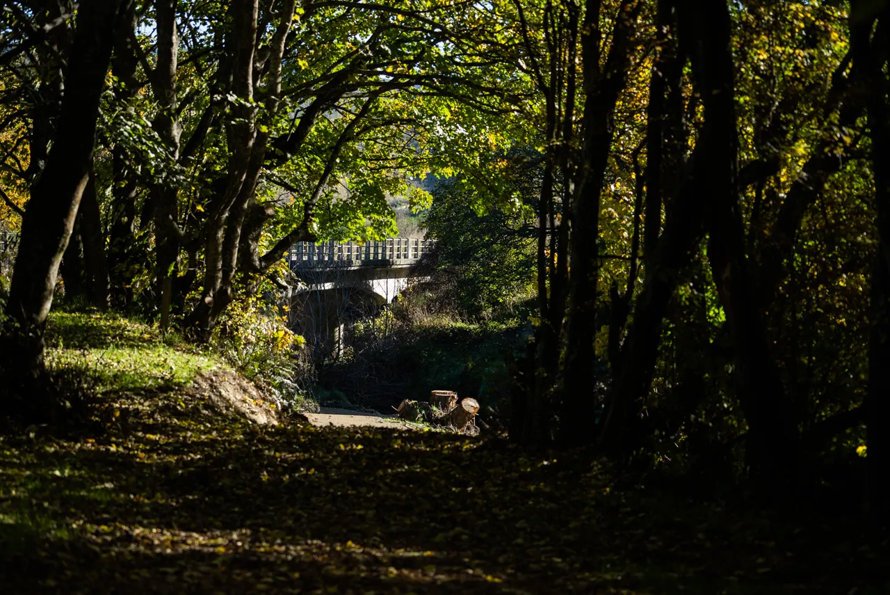 Track in the bush
