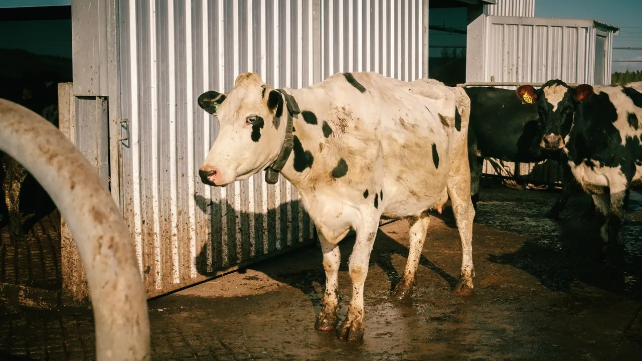 0825-Clutha-VetSouth-120