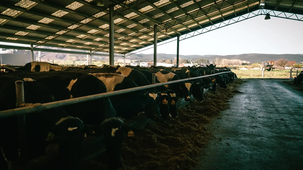 0825-Clutha-VetSouth-107