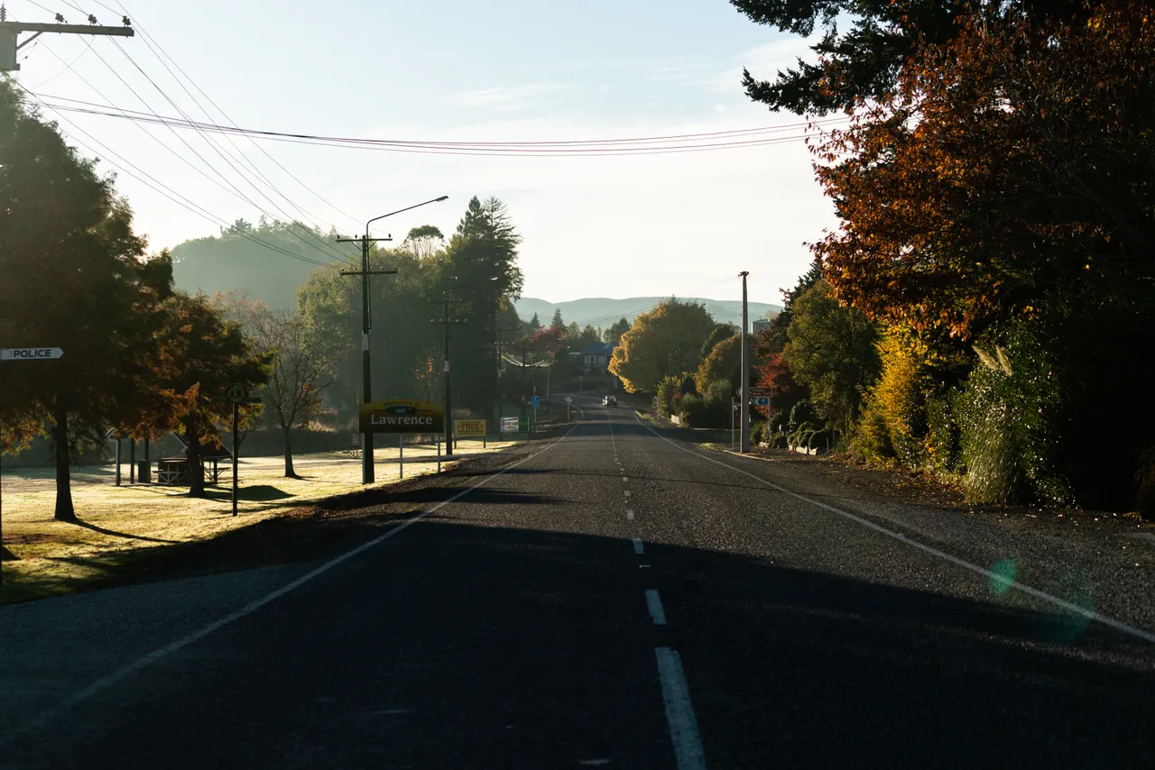 Road and trees
