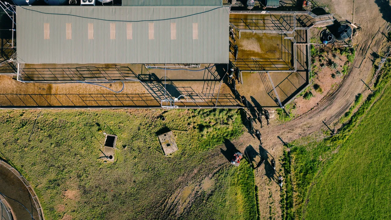0825-Clutha-VetSouth-030