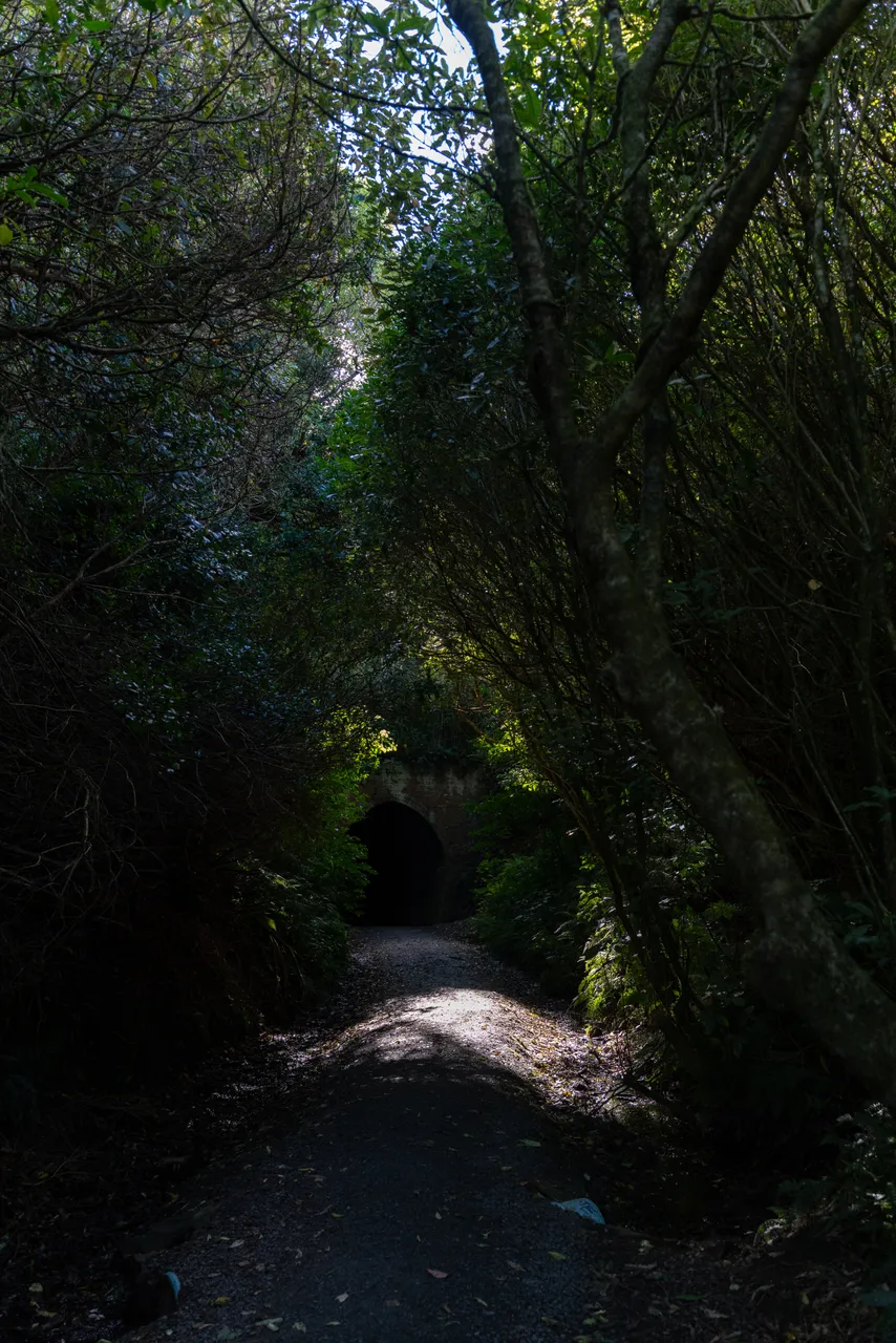 Track in the bush