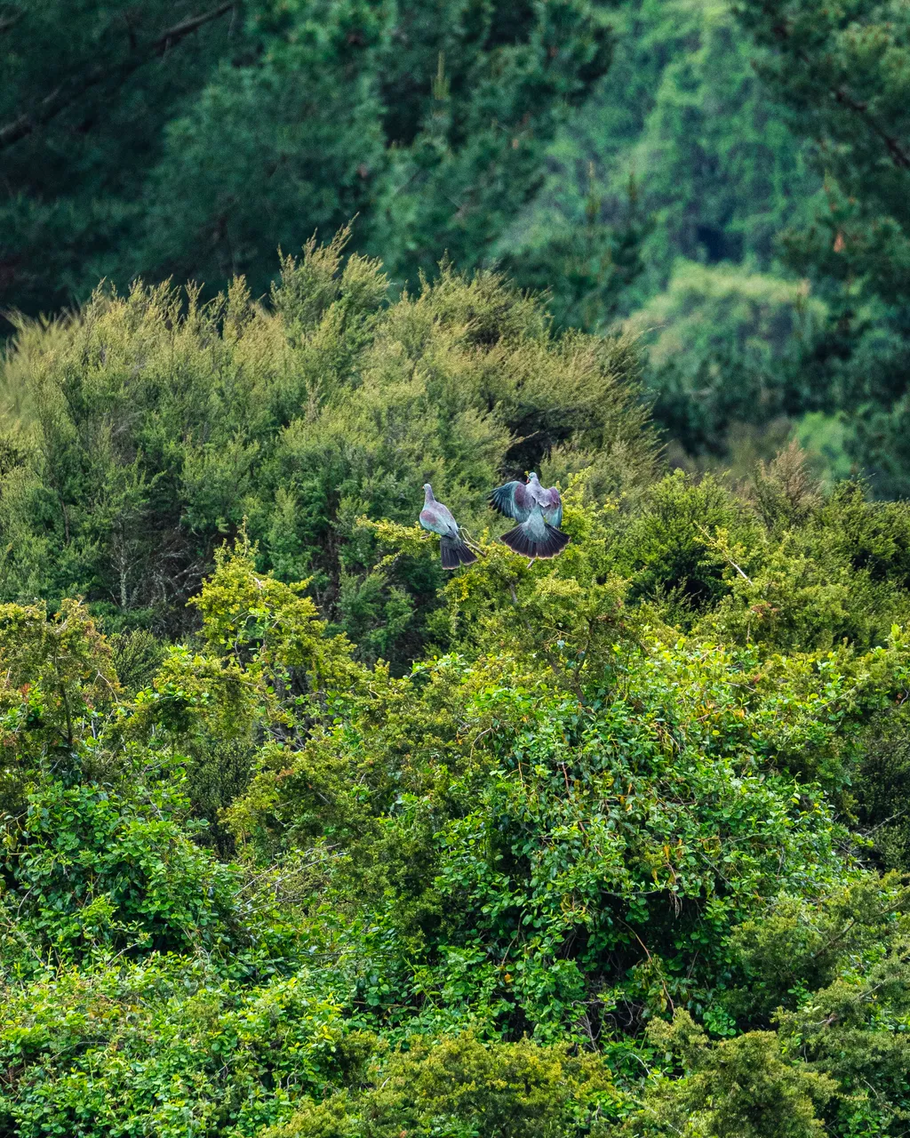 Group of kereru in a tree