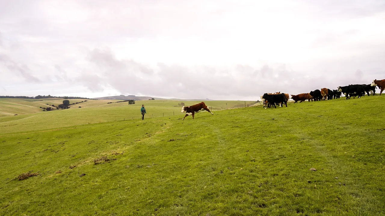0624-Clutha-Sarahs-Farm-31