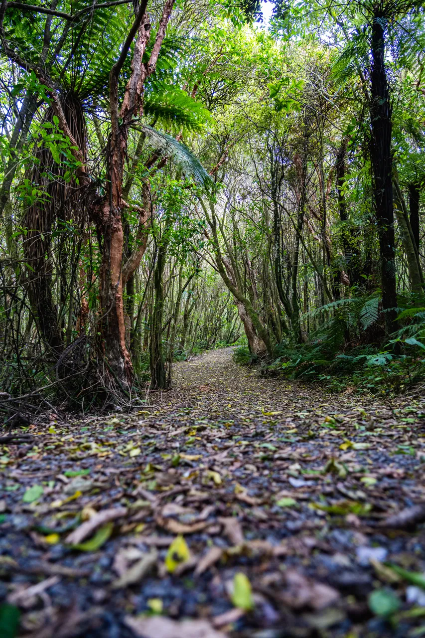 Walking track in the bush