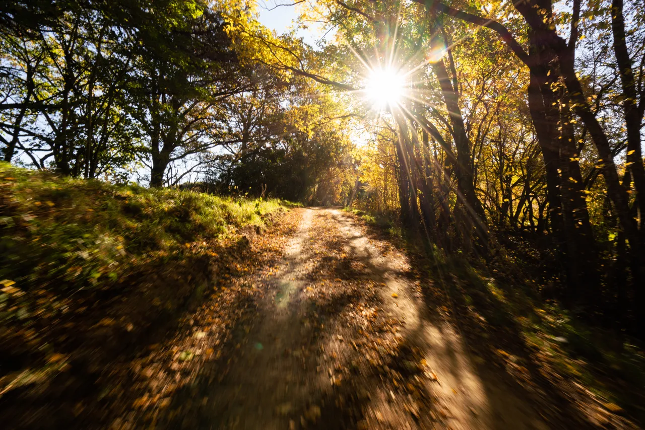 Road through the trees