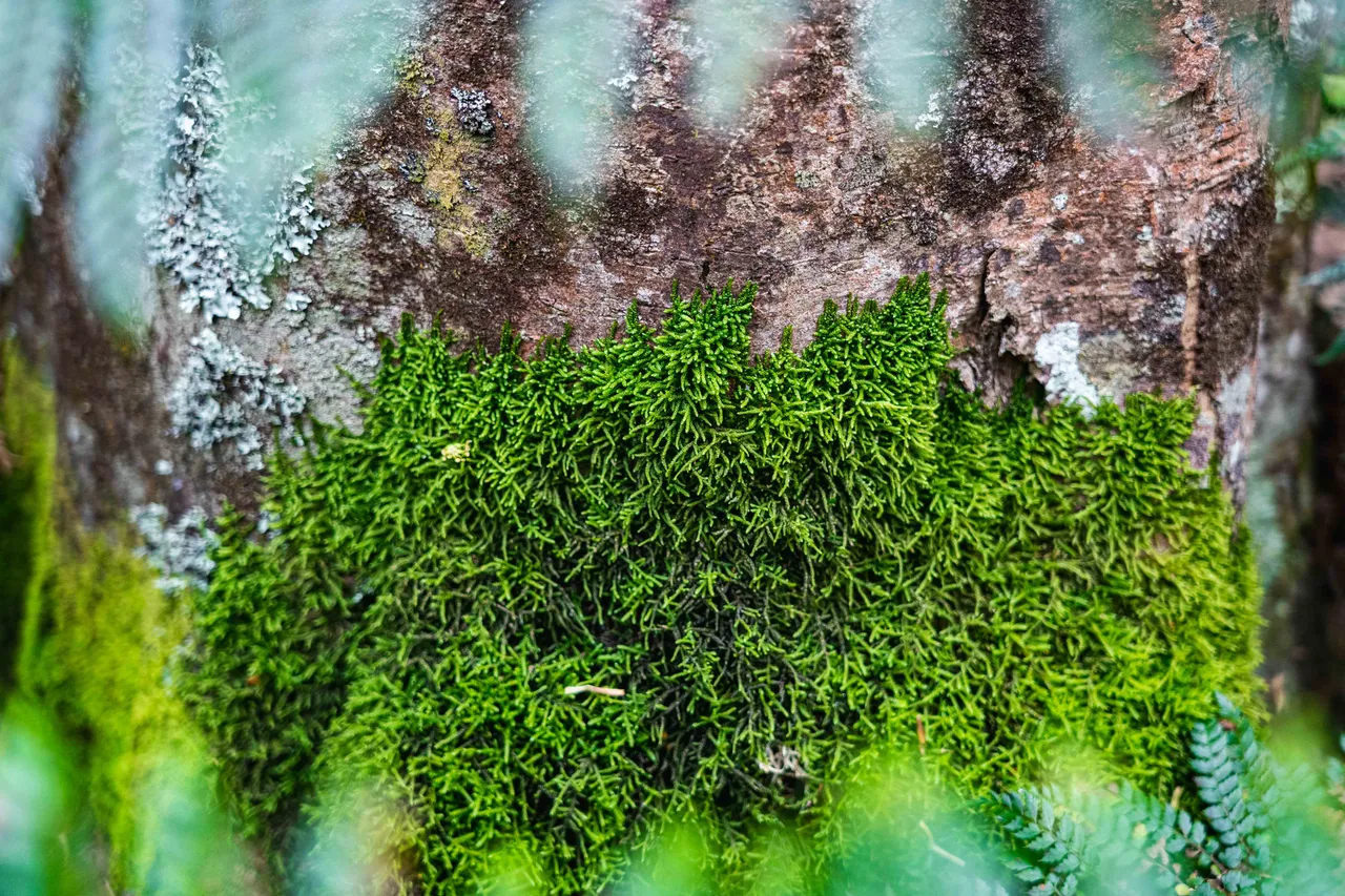 Close up of moss on tree