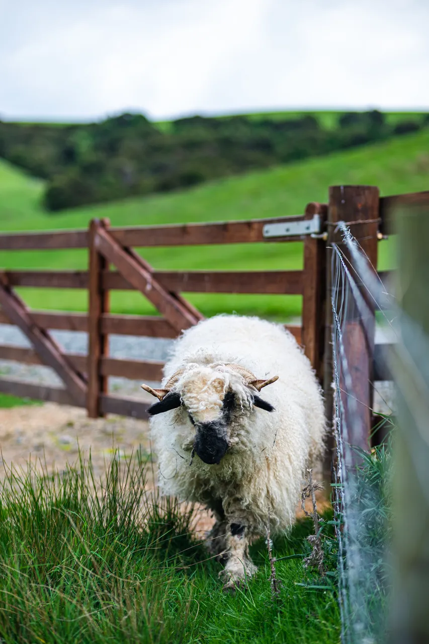 Sheep standing on grass