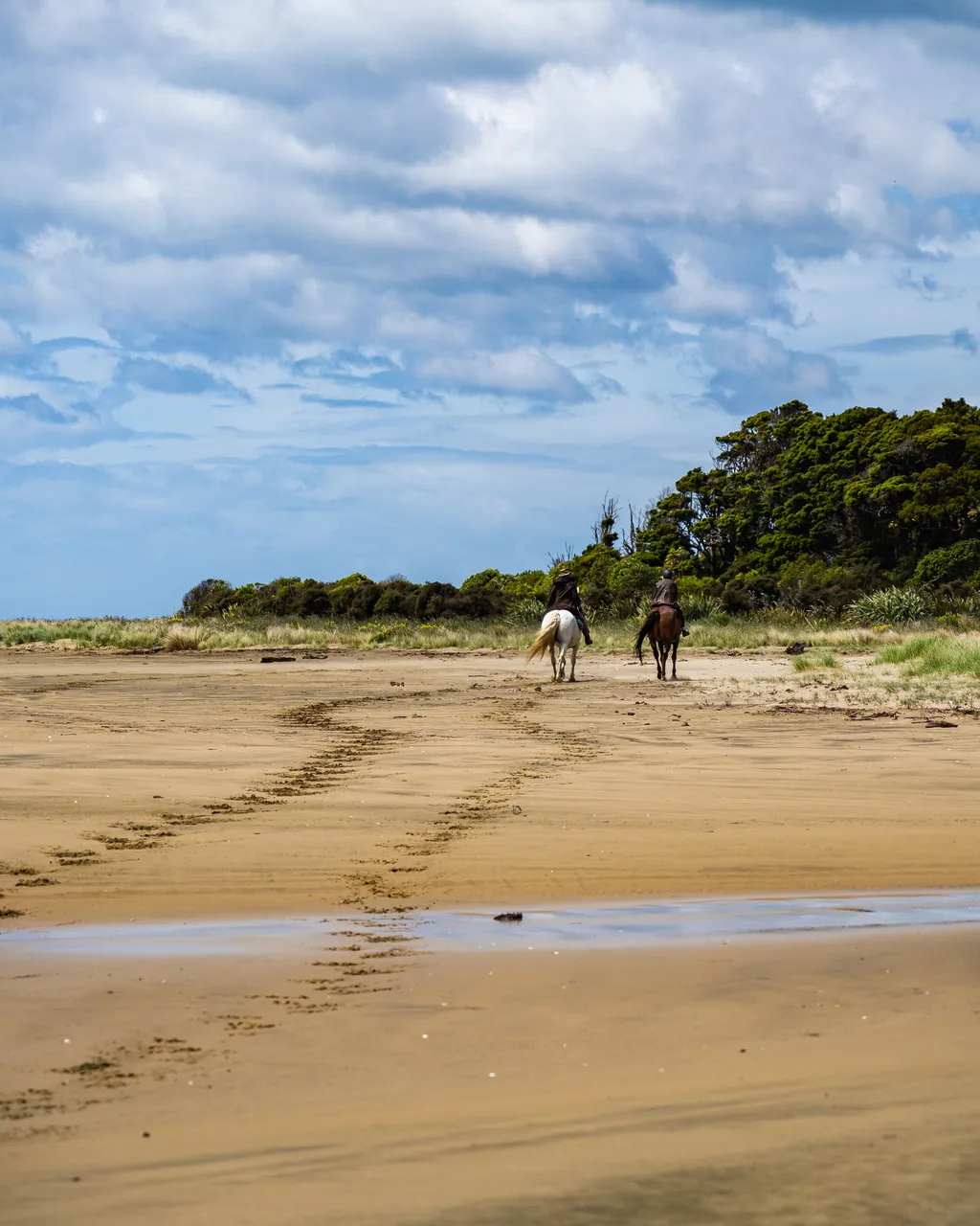 Horses on the beach
