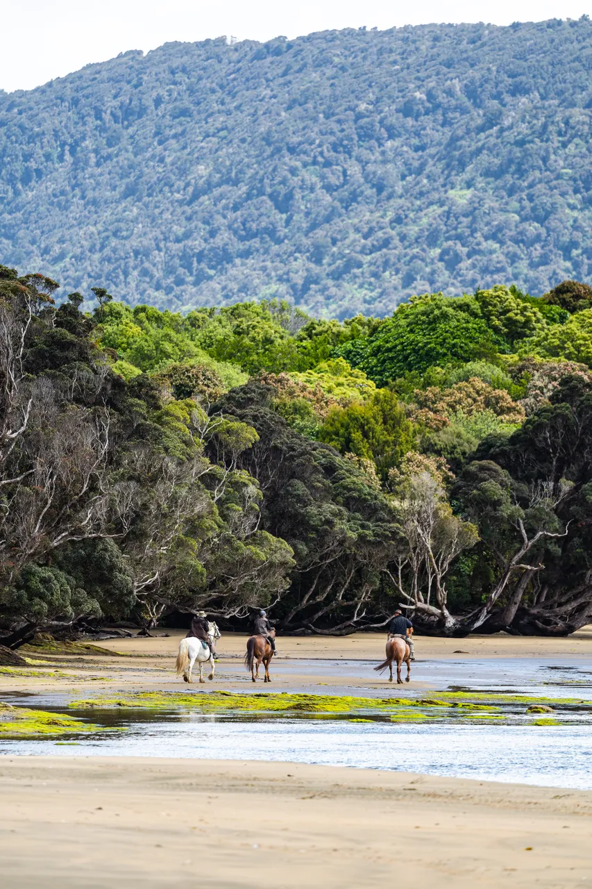 Horses on the beach by the water