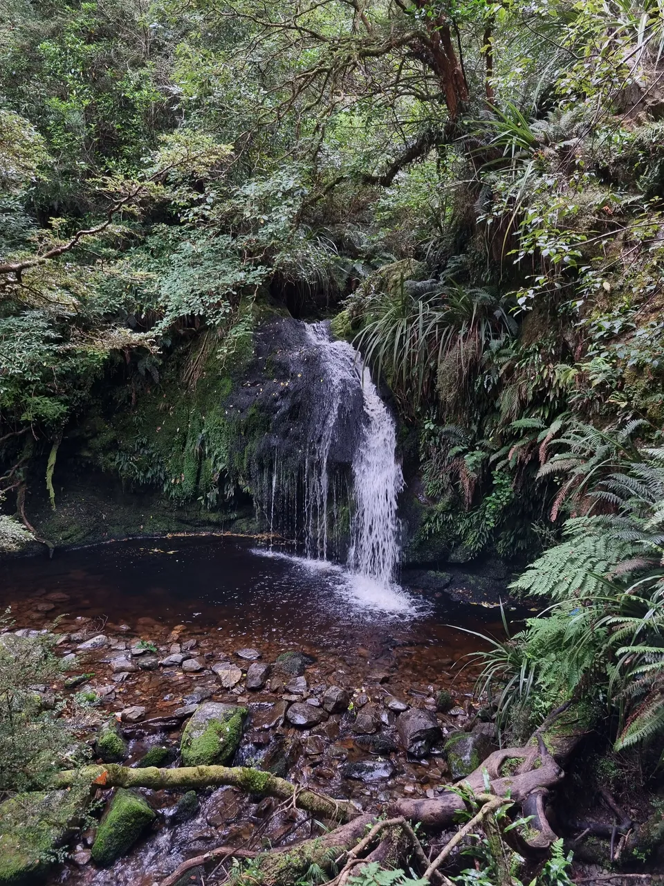 Black Gully, Tapanui #1