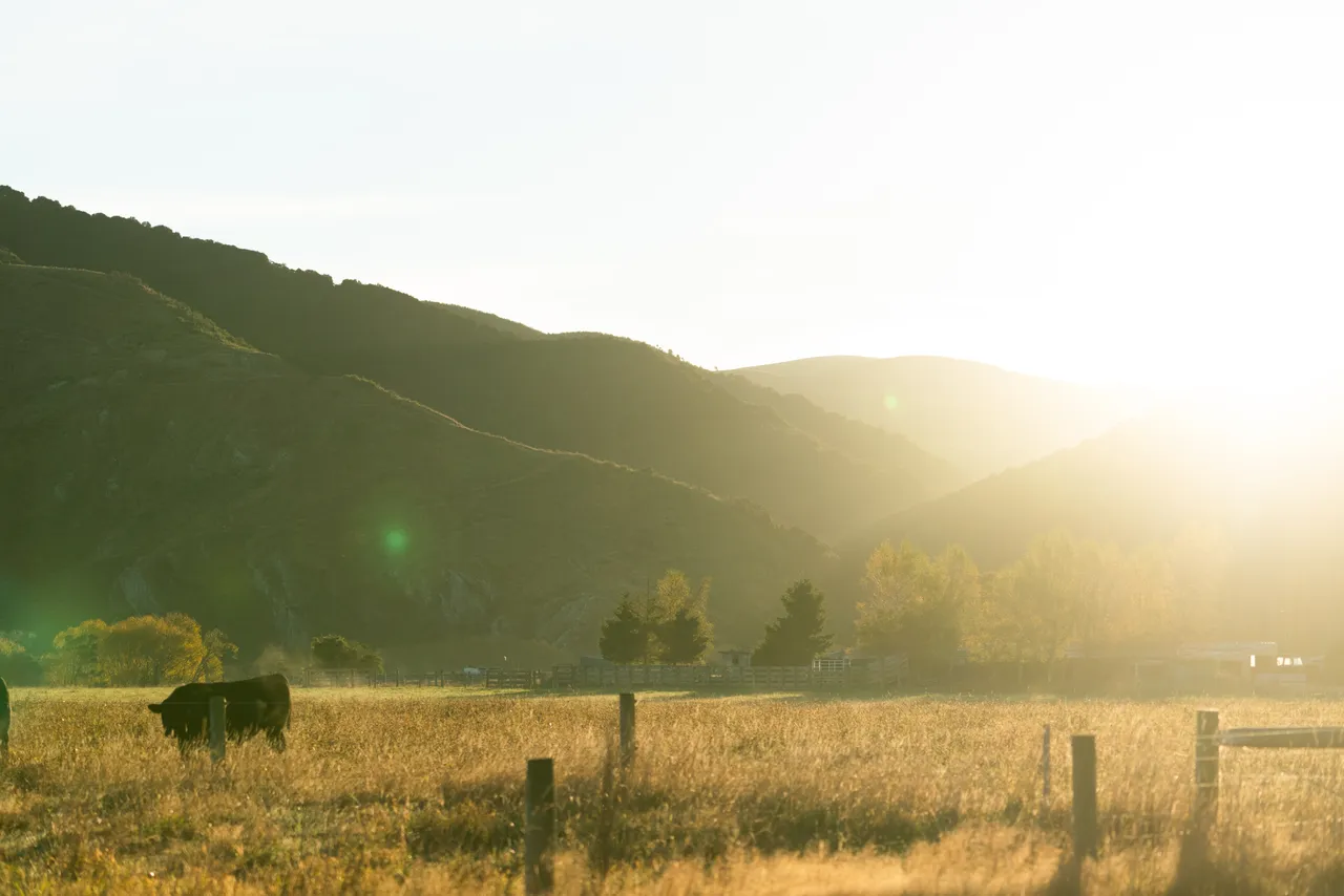 Paddocks and sun