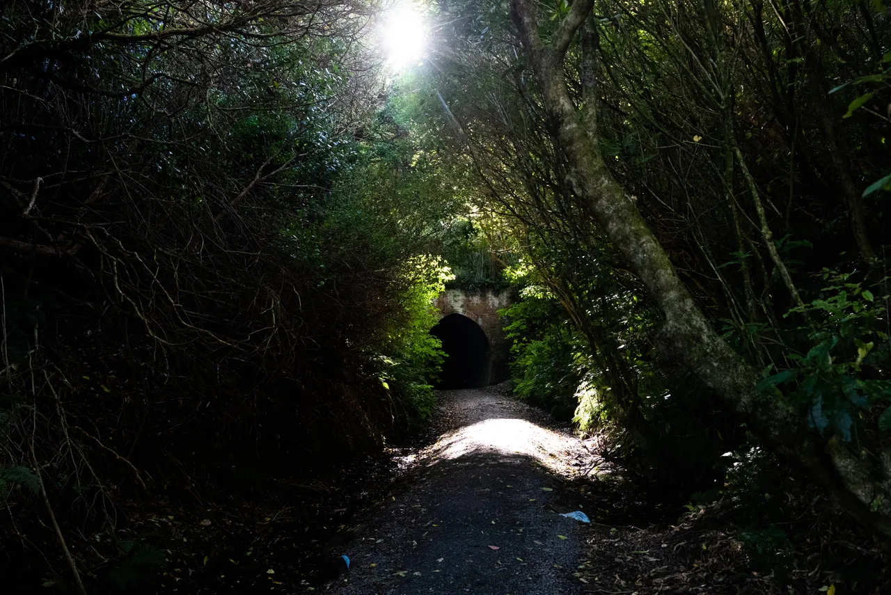 Track in the bush