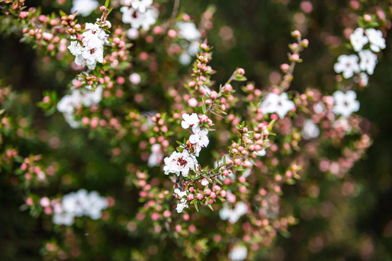 White flowers