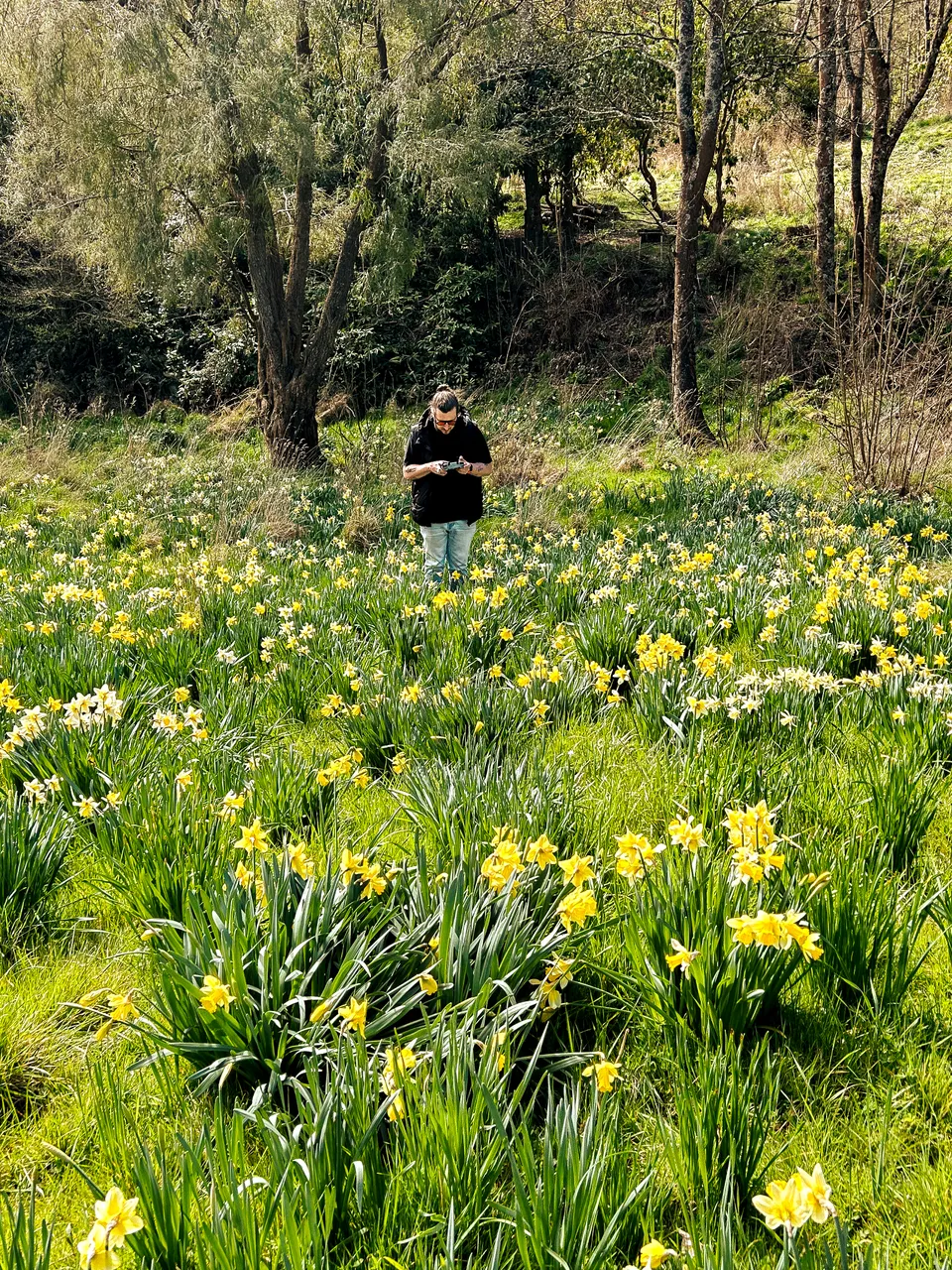 0924-Clutha-Weatherston-Daffodils-51