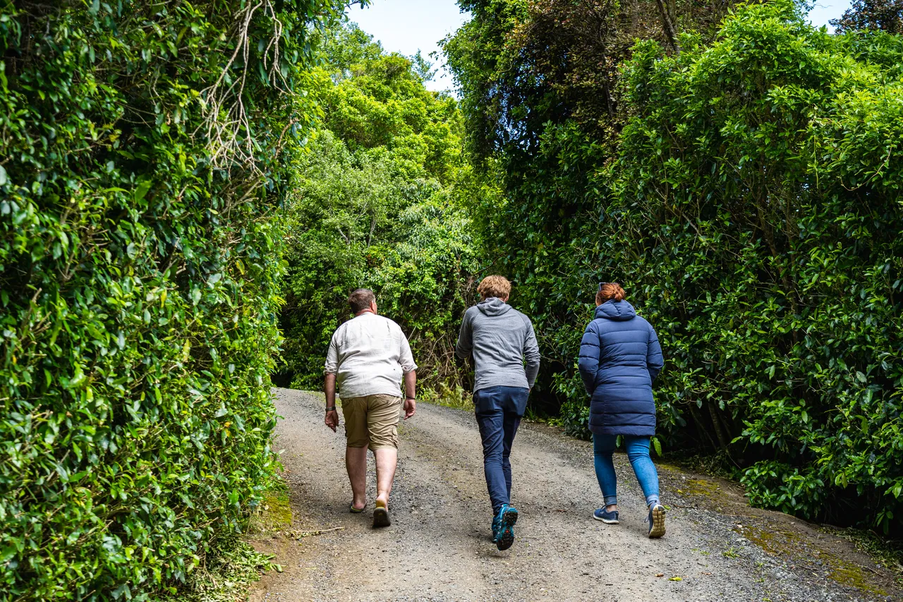 People walking on road in the bush