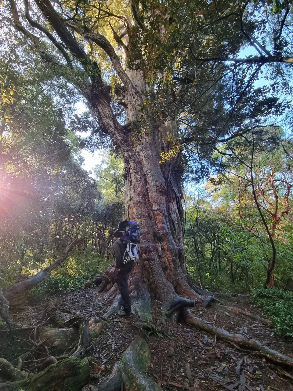 Awakiki Bush Track 3