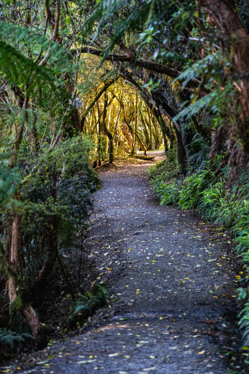 Track in the bush