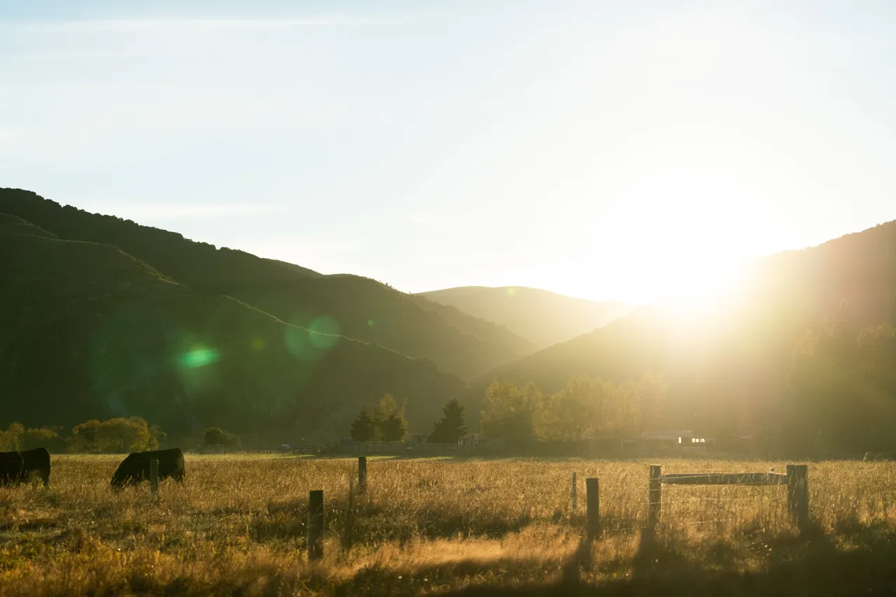 Paddocks and sun