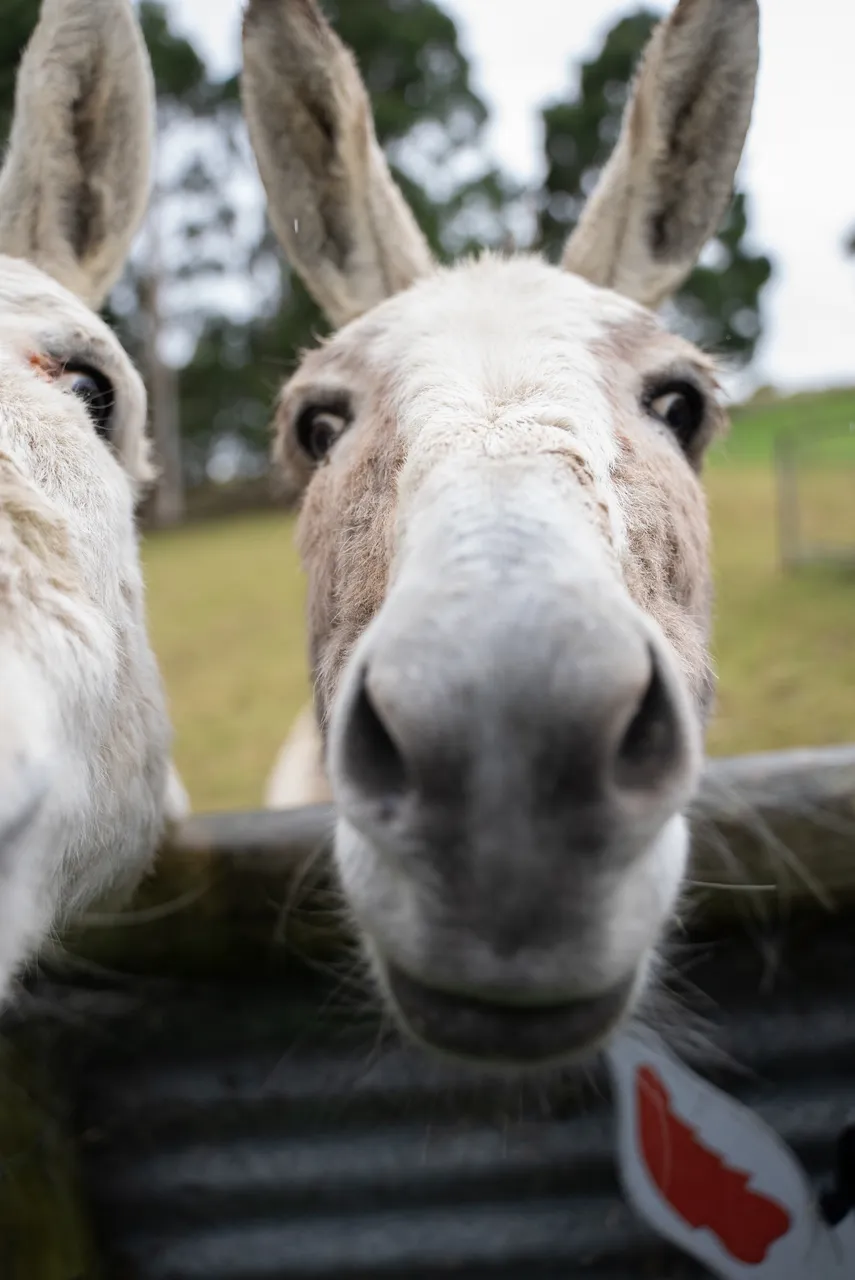 Donkeys