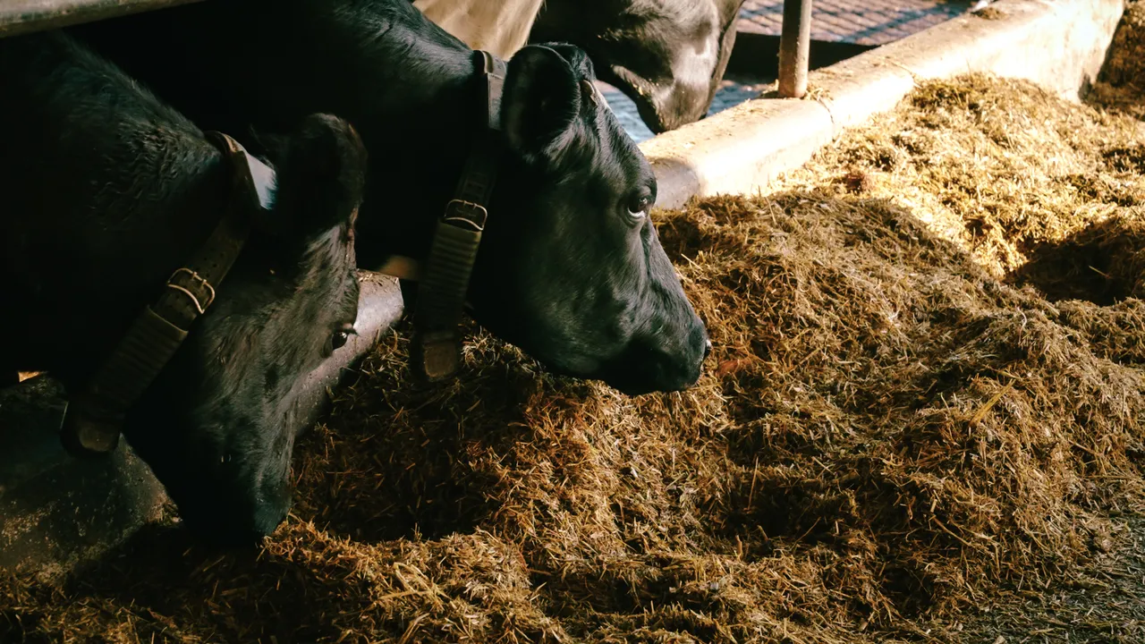 0825-Clutha-VetSouth-118